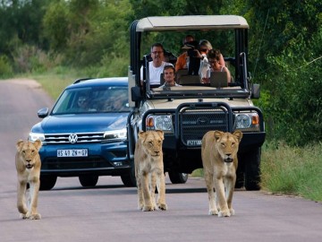 Madikwe Game Reserve Safari